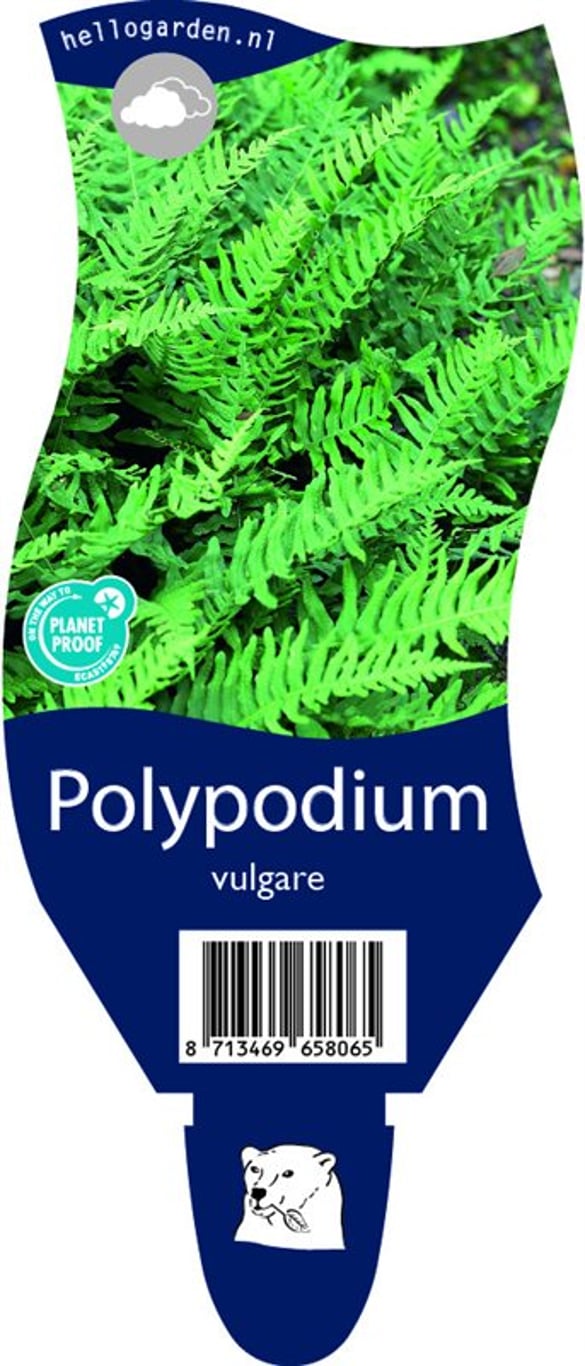 Polypodium vulgare - P11